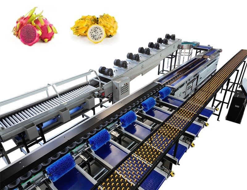 Dragon fruit processing line for Ecuador.jpg